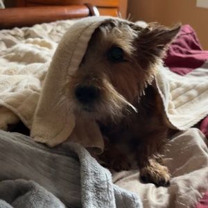 Meet your Posher, Dina